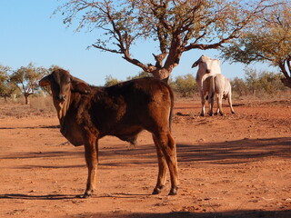 Braham cattles in the Kimberley, Western Australia