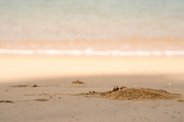 Ocypode crab at the beach in Phuket Thailand.