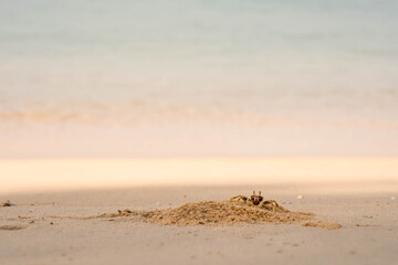Ocypode crab at the beach in Phuket Thailand.