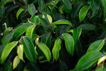 green leaves background