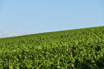 Grünes Weinlaub im Weinberg mit blauem Himmel im Sommer