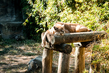 A nice lynx resting in the zoo