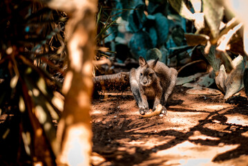 A baby kangaroo in the zoo in Portugal