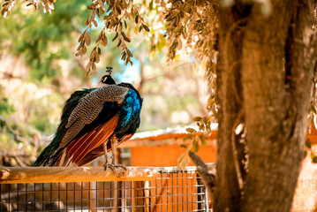 A peacock from its back showing the precious feathers at the Portugal Zoo.