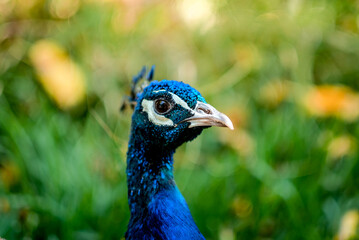A beautiful blue peacock at the Portugal Zoo.