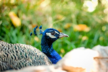A beautiful blue peacock at the Portugal Zoo.