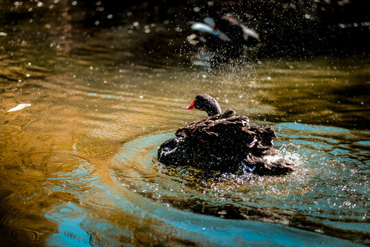 A black duck splashing through the water at the Portugal Zoo