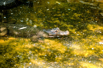 An alligator swimming in the lake of the Portugal Zoo
