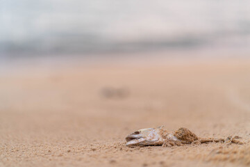 Dead Mackerel on Mai Khao Beach in Phuket. 