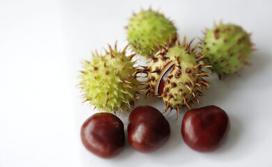 Freshly picked chestnuts on a white background. A set of chestnuts for decorative applications. Selective focus with copy space.