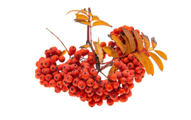 bunches of rowan berries isolated - obrazy, fototapety, plakaty