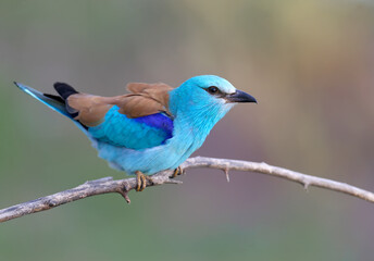 European roller photographed in very close-up sitting on a branch on a blurry beautiful background. A close-up photo with fine details of the plumage is clearly visible. Exotic photo of an exotic bird