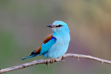 European roller photographed in very close-up sitting on a branch on a blurry beautiful background. A close-up photo with fine details of the plumage is clearly visible. Exotic photo of an exotic bird