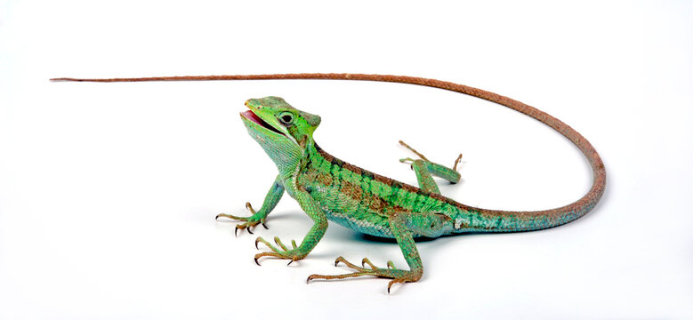 Kronenbasilisk // Eastern Casquehead Iguana (Laemanctus longipes)