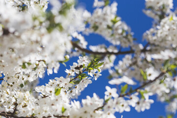 white cherry blossom in early spring time with blue sky in the background