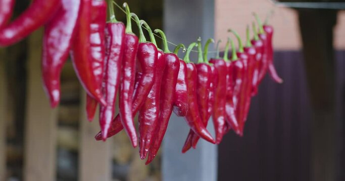 Lots of chili peppers are drying on a rope against the backdrop of green bokeh nature.