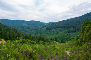 Fototapeta na wymiar A fir forest landscape from the Fairies Garden, Borsec, Romania