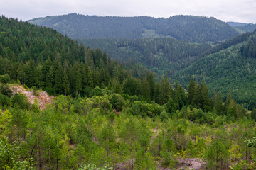 Fototapeta na wymiar A fir forest landscape from the Fairies Garden, Borsec, Romania 