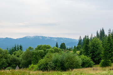 Fototapeta na wymiar A fir forest landscape from the Fairies Garden, Borsec, Romania