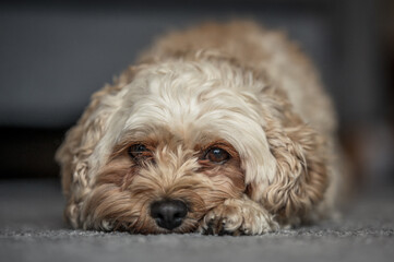 Cute Cavapoochon lying on the floor, looking directly towards the camera