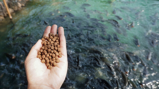 Pellets Feed The Fish On Hand.