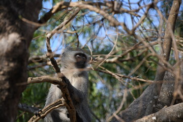 Monkey South Afrika