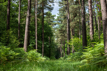 Fototapeta na wymiar Forêt arbre vert