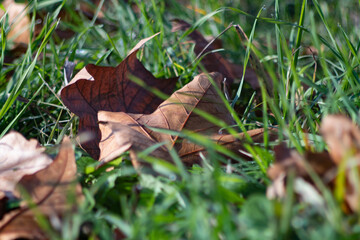 Photo of fallen leaves