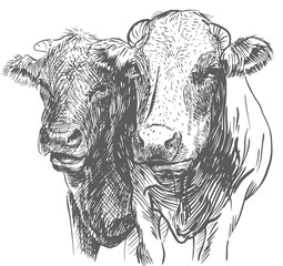 Two Cows heads. Hand drawn in a sketch style black and white Vector illustration