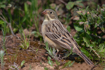 Ortolan Bunting Emberiza hortulana in its natural habitat.
