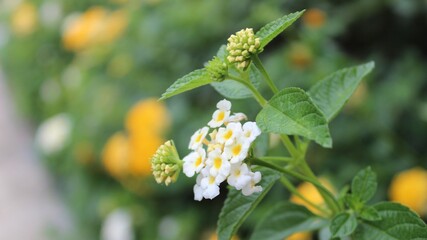A beautiful white lantana