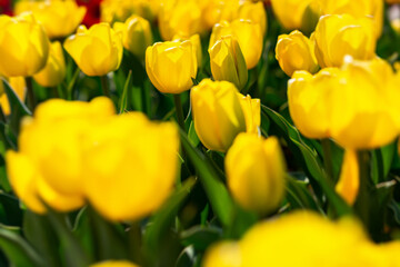 Fototapeta premium Blooming spring yellow tulips close-up on a blurry background with bokeh. Full frame of tulips, soft selective focus, warm background for a postcard for March 8. Growing tulips in the garden.