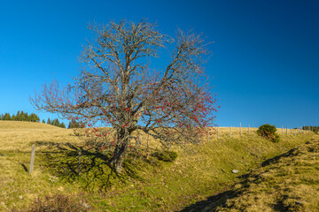 Obraz premium Mountain ash. Rowan-tree. Lonely old tree in the mountains. Autumn view from mountain ash.