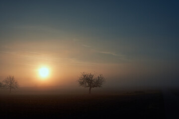 Fototapeta na wymiar Sonnenaufgang auf den Feldern mit einem Baum