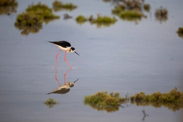 Echasse blanche Himantopus himantopus