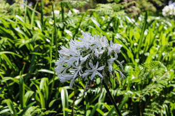 Una planta de finas hojas blancas en un bosque de hojas verdes