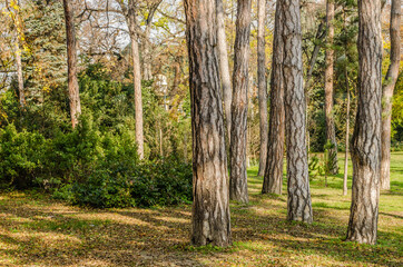 Fototapeta premium Panorama of the city park in Novi Sad 
