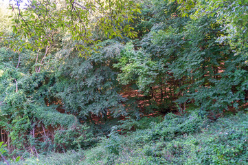 Alberi del bosco
