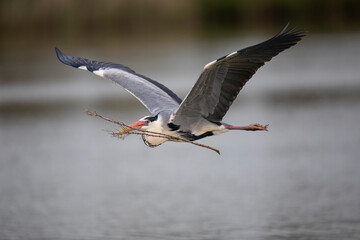 Héron cendré Ardea cinerea