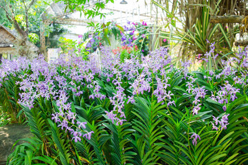 Orchid garden with bright and beautiful orchid flowers.
