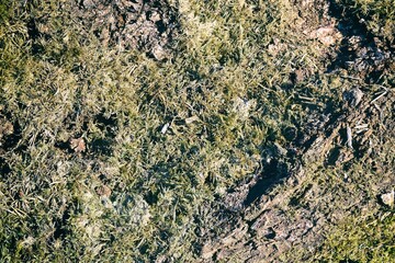 Natural texture of spring moist earth with rotten moss on the surface
