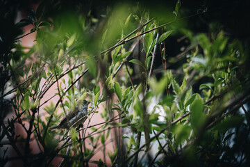 grass in the morning