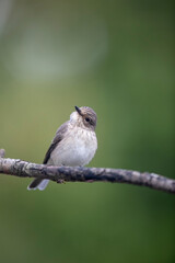 Gobemouche noir femelle Ficedula hypoleuca