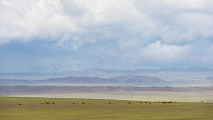 Fototapeta na wymiar Camels in Mongolia