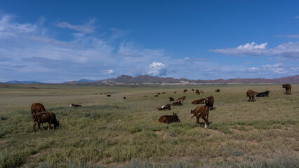 Cattle Mongolian Steppes Mountains