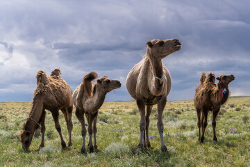 Four Camels Herd in Mongolia