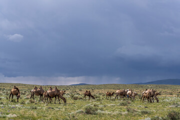 Fototapeta na wymiar Herd of Camels in Mongolia