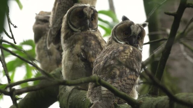 Close up of young long eared owl (Asio otus) group sitting and sleeping on dense branch deep in crown. Wildlife tranquil portrait footage of bird group of siblings in natural habitat background.