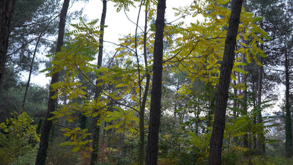 Forest and park scenes from İstanbul