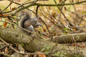 Naklejka na ściany i meble Grey squirrel eating on the tree in the park